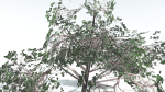 EVERYPlant Portia Tree LowPoly 4 --14 Models--