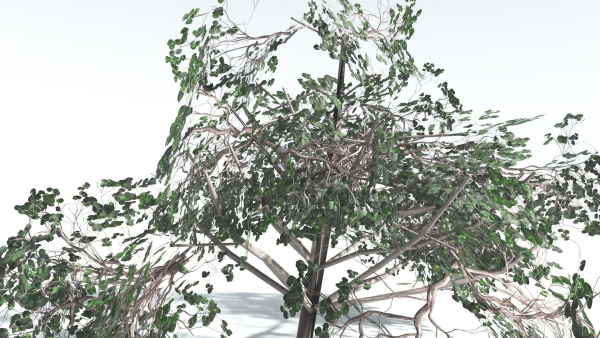 EVERYPlant Portia Tree LowPoly 4 --14 Models--