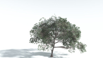 EVERYPlant Portia Tree LowPoly 4 --14 Models--