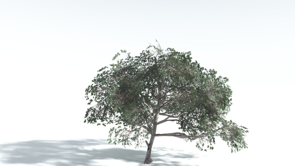 EVERYPlant Portia Tree LowPoly 4 --14 Models--