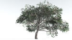 EVERYPlant Portia Tree LowPoly 4 --14 Models--