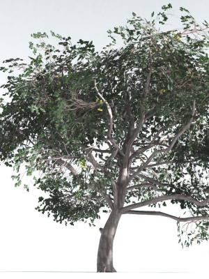 EVERYPlant Portia Tree LowPoly 4 --14 Models--