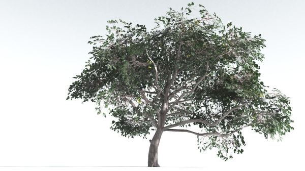 EVERYPlant Portia Tree LowPoly 4 --14 Models--