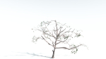 EVERYPlant Portia Tree LowPoly 4 --14 Models--