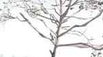 EVERYPlant Portia Tree LowPoly 4 --14 Models--