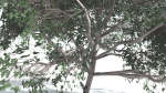 EVERYPlant Portia Tree LowPoly 4 --14 Models--