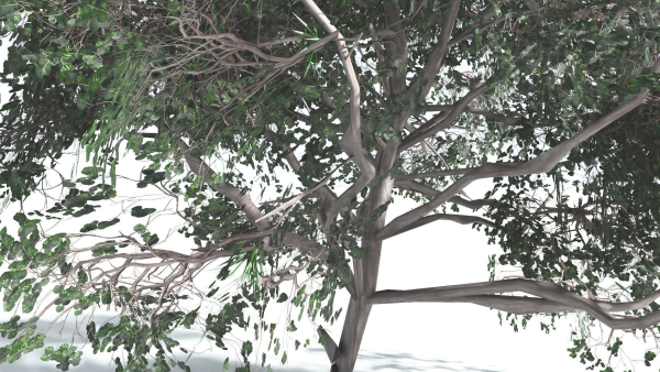 EVERYPlant Portia Tree LowPoly 4 --14 Models--