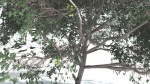 EVERYPlant Portia Tree LowPoly 4 --14 Models--