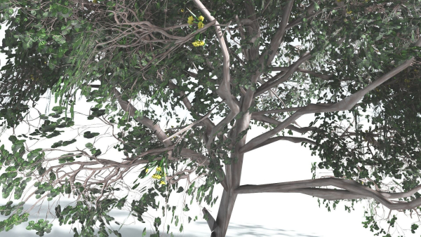EVERYPlant Portia Tree LowPoly 4 --14 Models--
