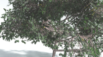 EVERYPlant Portia Tree LowPoly 4 --14 Models--