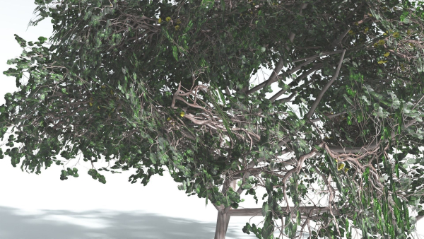 EVERYPlant Portia Tree LowPoly 4 --14 Models--