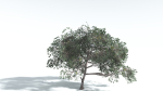 EVERYPlant Portia Tree LowPoly 4 --14 Models--