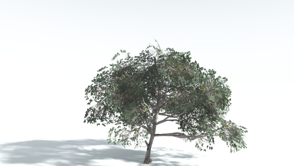 EVERYPlant Portia Tree LowPoly 4 --14 Models--