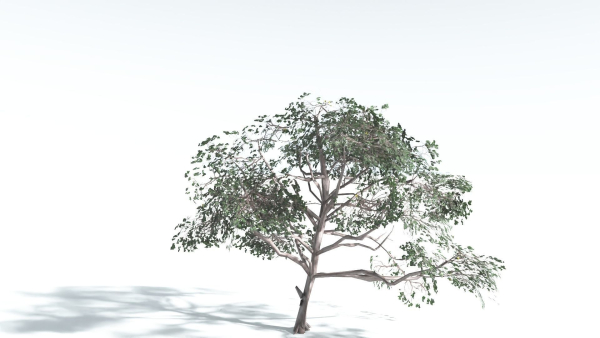 EVERYPlant Portia Tree LowPoly 4 --14 Models--