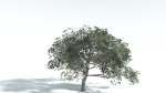 EVERYPlant Portia Tree LowPoly 4 --14 Models--