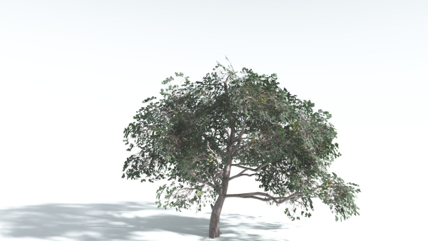 EVERYPlant Portia Tree LowPoly 4 --14 Models--