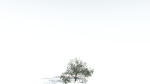 EVERYPlant Portia Tree LowPoly 4 --14 Models--
