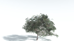 EVERYPlant Portia Tree LowPoly 4 --14 Models--