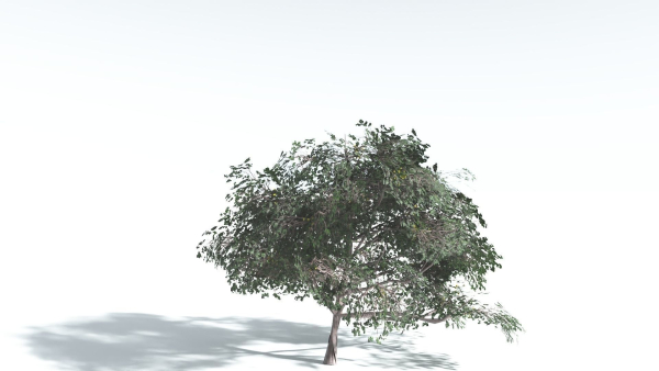 EVERYPlant Portia Tree LowPoly 4 --14 Models--