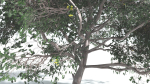 EVERYPlant Portia Tree LowPoly 4 --14 Models--