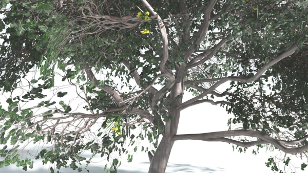 EVERYPlant Portia Tree LowPoly 4 --14 Models--