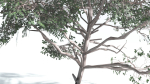 EVERYPlant Portia Tree LowPoly 4 --14 Models--