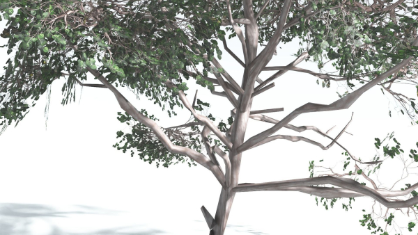 EVERYPlant Portia Tree LowPoly 4 --14 Models--