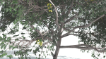 EVERYPlant Portia Tree LowPoly 4 --14 Models--