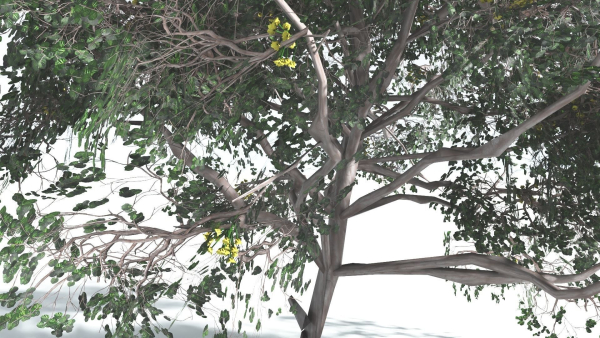 EVERYPlant Portia Tree LowPoly 4 --14 Models--