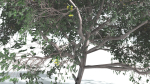 EVERYPlant Portia Tree LowPoly 4 --14 Models--