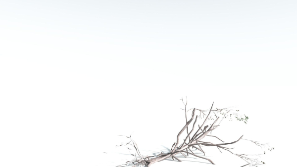 EVERYPlant Portia Tree LowPoly 4 --14 Models--