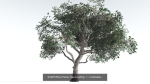 EVERYPlant Psaronius Tree Fern LowPoly Bundle --12 Models--