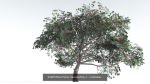 EVERYPlant Psaronius Tree Fern LowPoly Bundle --12 Models--