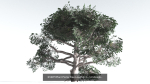 EVERYPlant Psaronius Tree Fern LowPoly Bundle --12 Models--