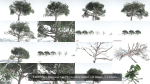 EVERYPlant Psaronius Tree Fern LowPoly Bundle --12 Models--