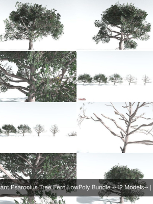 EVERYPlant Psaronius Tree Fern LowPoly Bundle --12 Models--