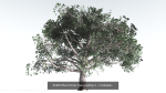 EVERYPlant Psaronius Tree Fern LowPoly Bundle --12 Models--