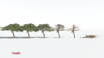 EVERYPlant Umbrella Thorn Acacia 1 --12 Models--