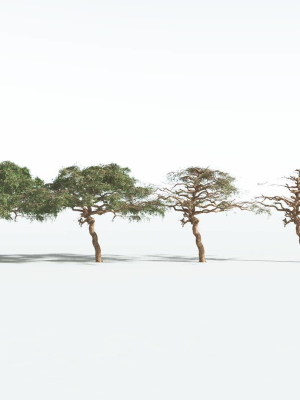 everyplant-umbrella-thorn-acacia-1-12-models-3d-model-0d8974b59c