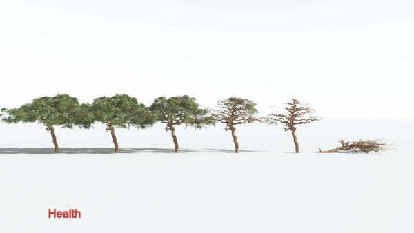 EVERYPlant Umbrella Thorn Acacia 1 --12 Models--