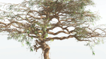 EVERYPlant Umbrella Thorn Acacia 1 --12 Models--