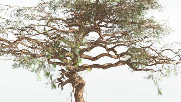 EVERYPlant Umbrella Thorn Acacia 1 --12 Models--