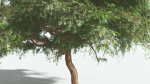 EVERYPlant Umbrella Thorn Acacia 1 --12 Models--