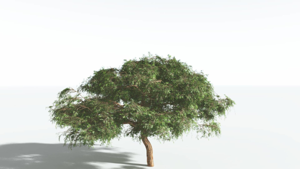 EVERYPlant Umbrella Thorn Acacia 1 --12 Models--