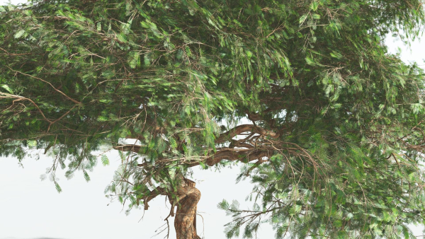 EVERYPlant Umbrella Thorn Acacia 1 --12 Models--