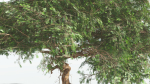 EVERYPlant Umbrella Thorn Acacia 1 --12 Models--