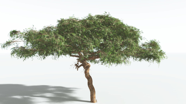 EVERYPlant Umbrella Thorn Acacia 1 --12 Models--