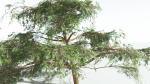 EVERYPlant Umbrella Thorn Acacia 1 --12 Models--