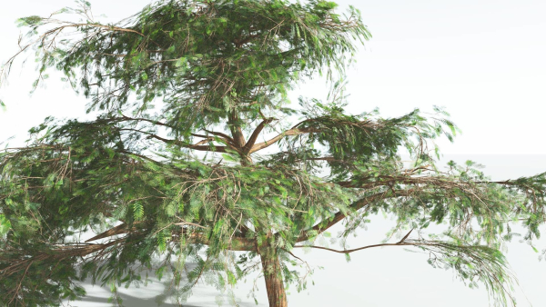 EVERYPlant Umbrella Thorn Acacia 1 --12 Models--