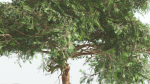 EVERYPlant Umbrella Thorn Acacia 1 --12 Models--